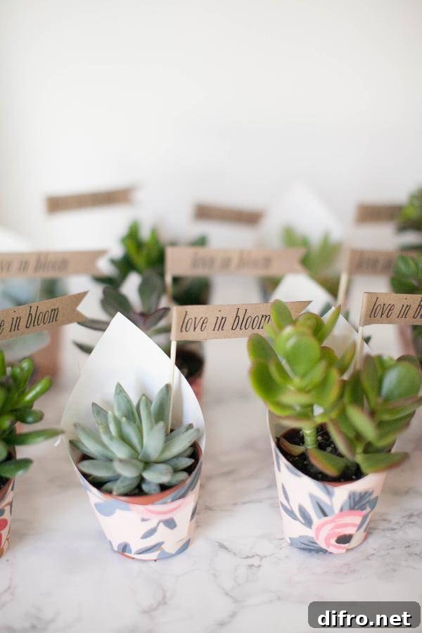 Succulents in small pots for favors