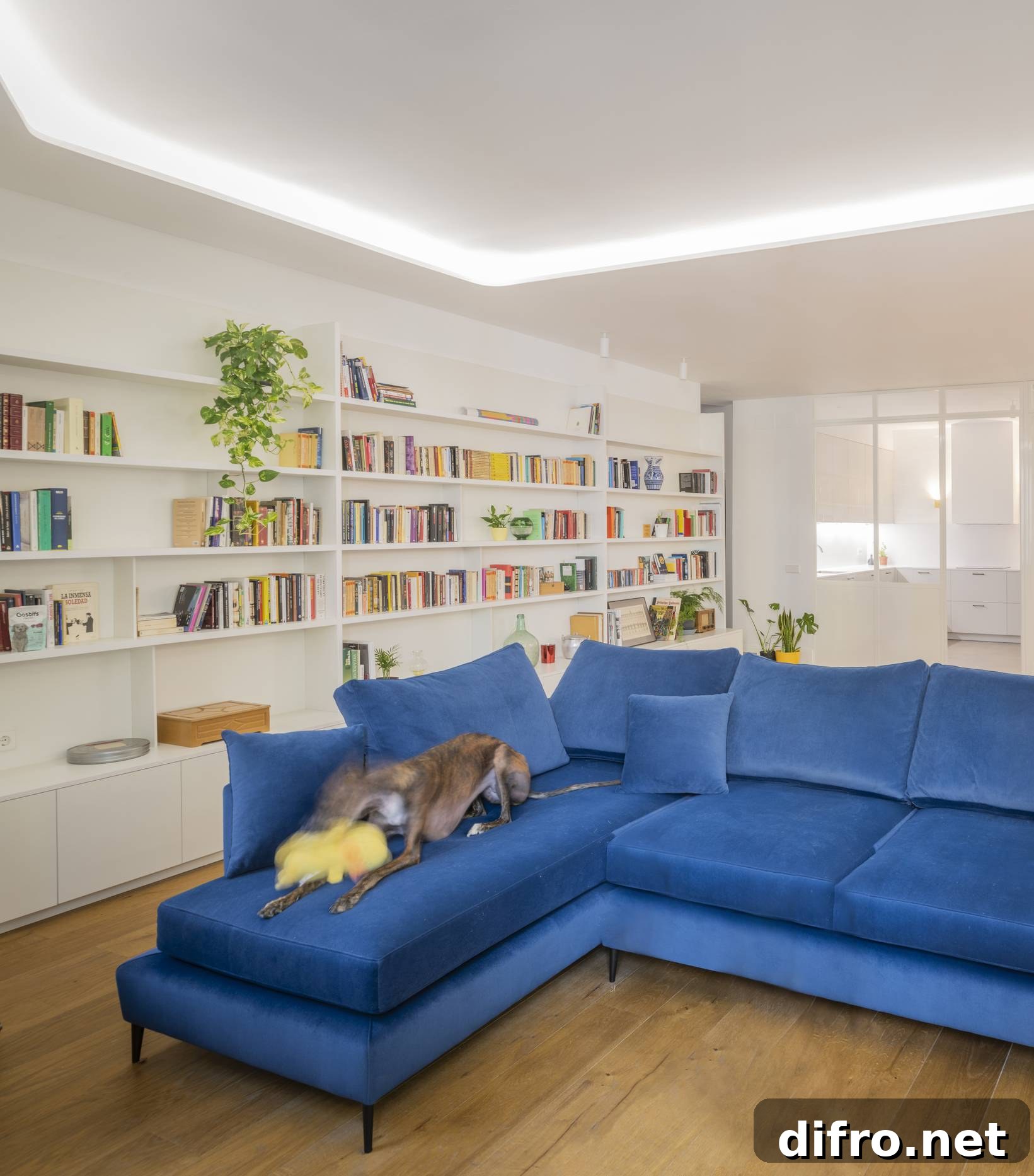 bright blue couch with soft angles, surrounding by filled white book shelves