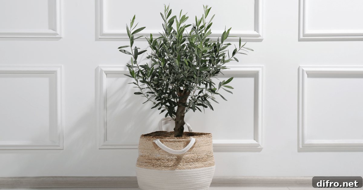 Olive tree planted in a basket.