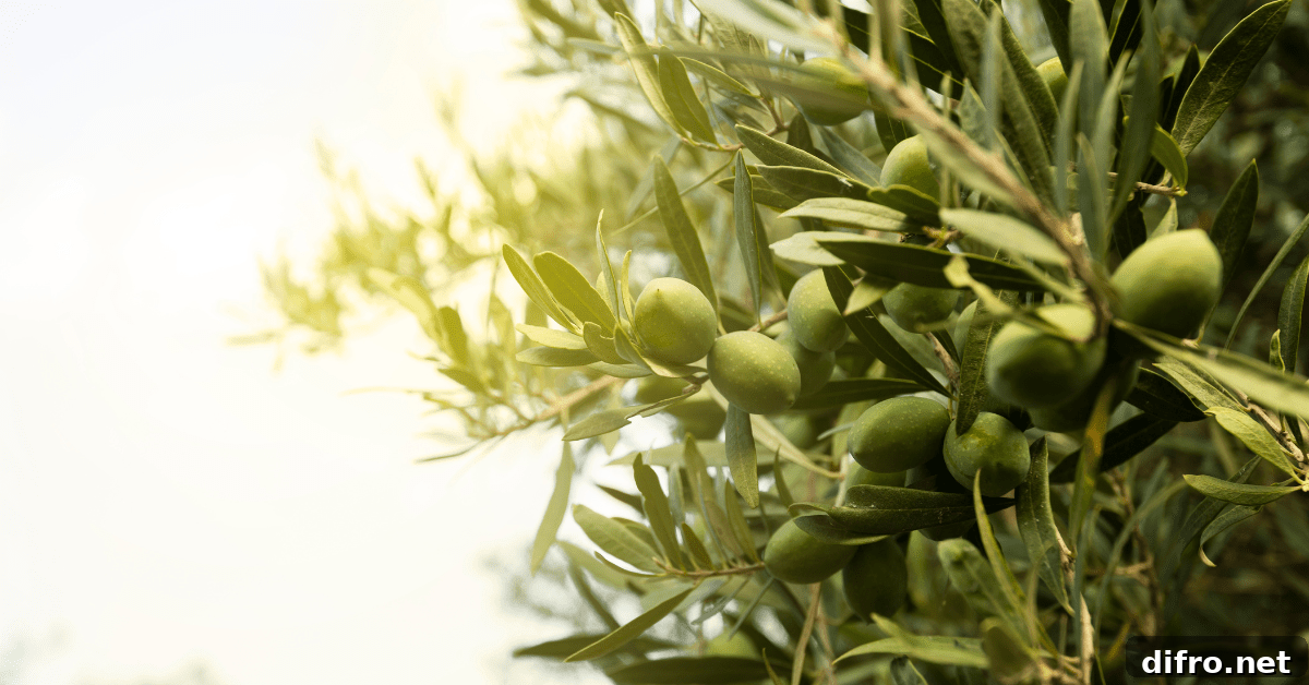A closeup of an olive tree leaves and olive fruit.