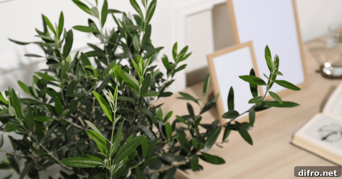 Closeup of olive tree leaves in front of a desk.