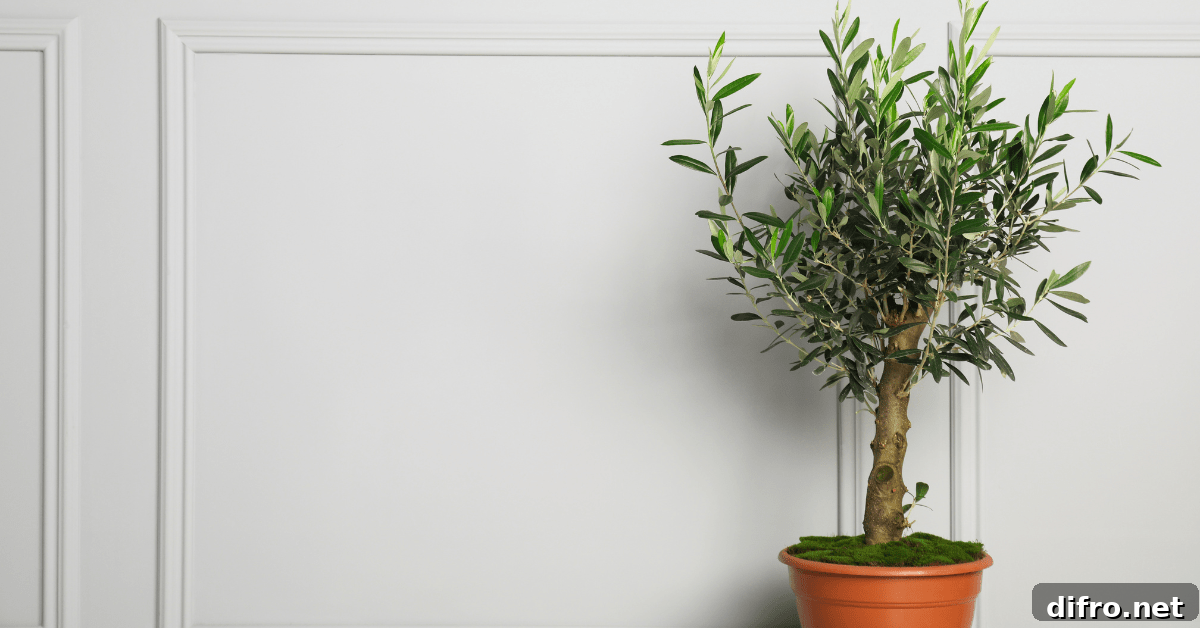 Olive tree in a clay container indoors.