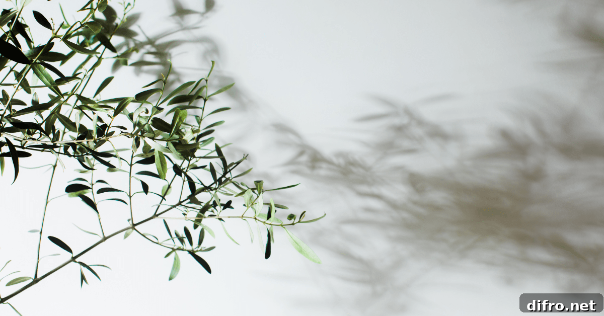 An olive tree with its shadow on the wall.