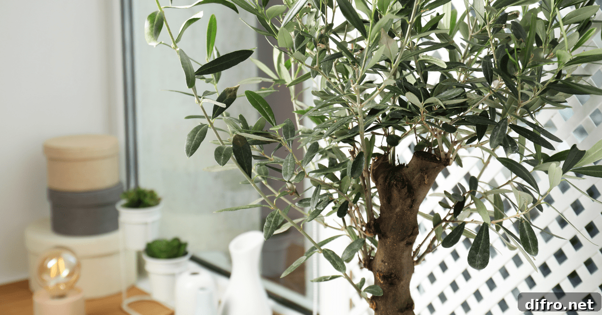 Olive tree with healthy trunk.