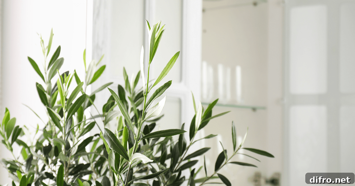 Closeup of olive tree leaves inside a house.