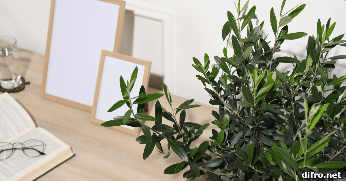 A closeup of olive tree leaves flanked by a desk.