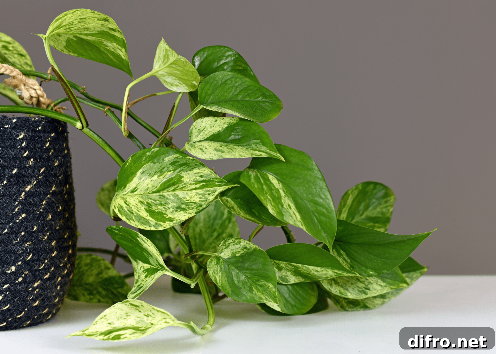 close up of humble pothos