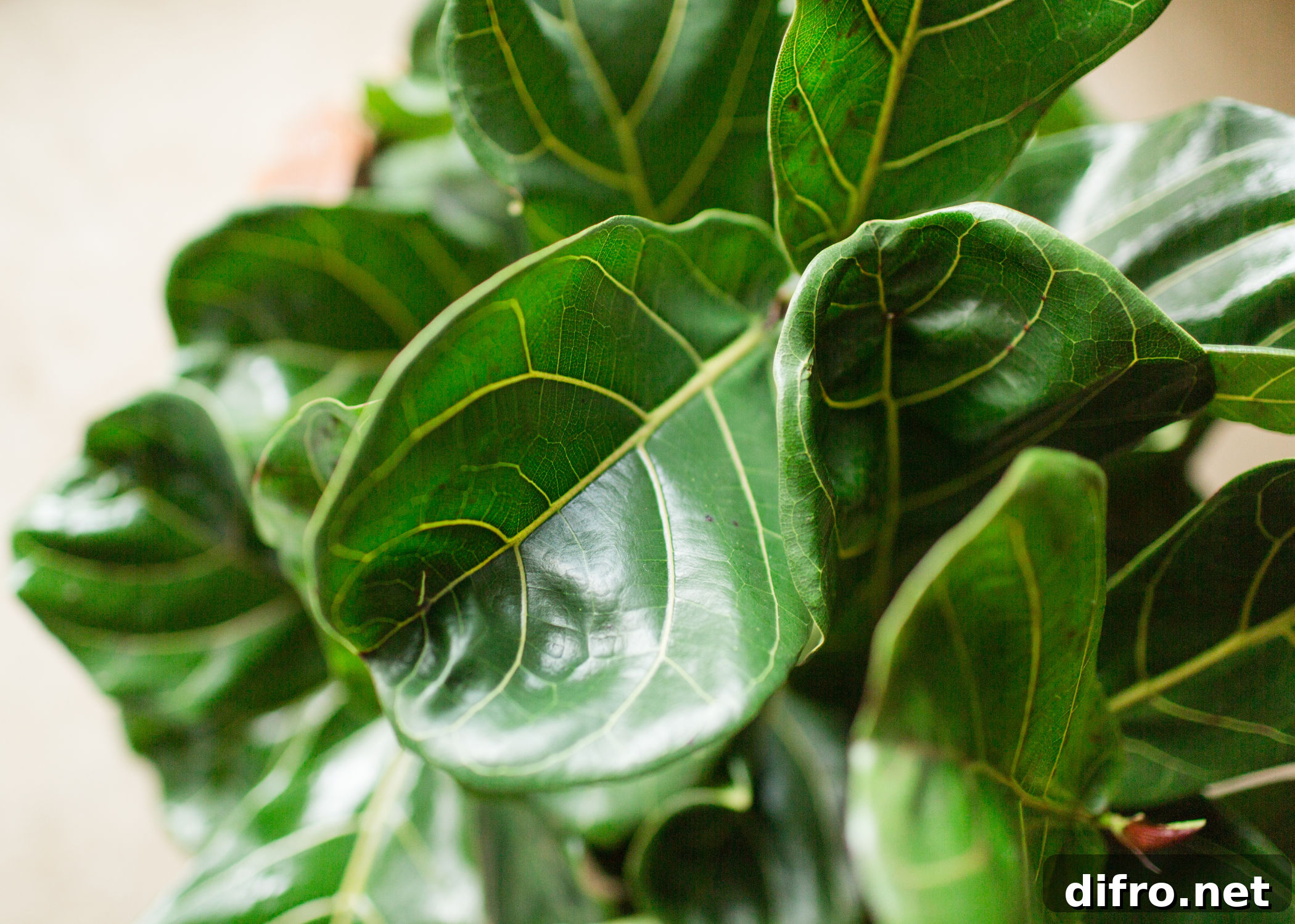 close up of fiddle fig leaf
