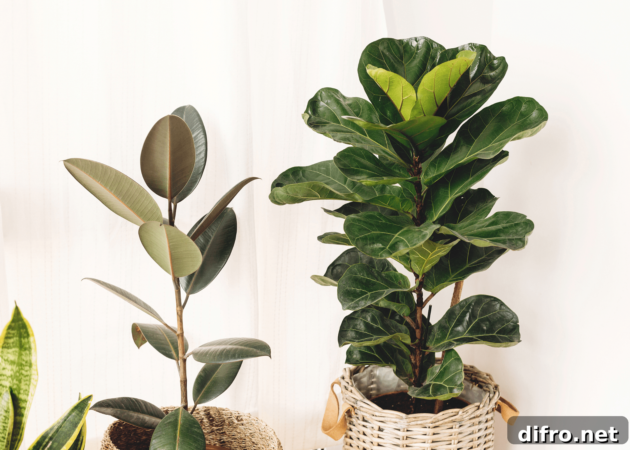 fiddle fig leaf