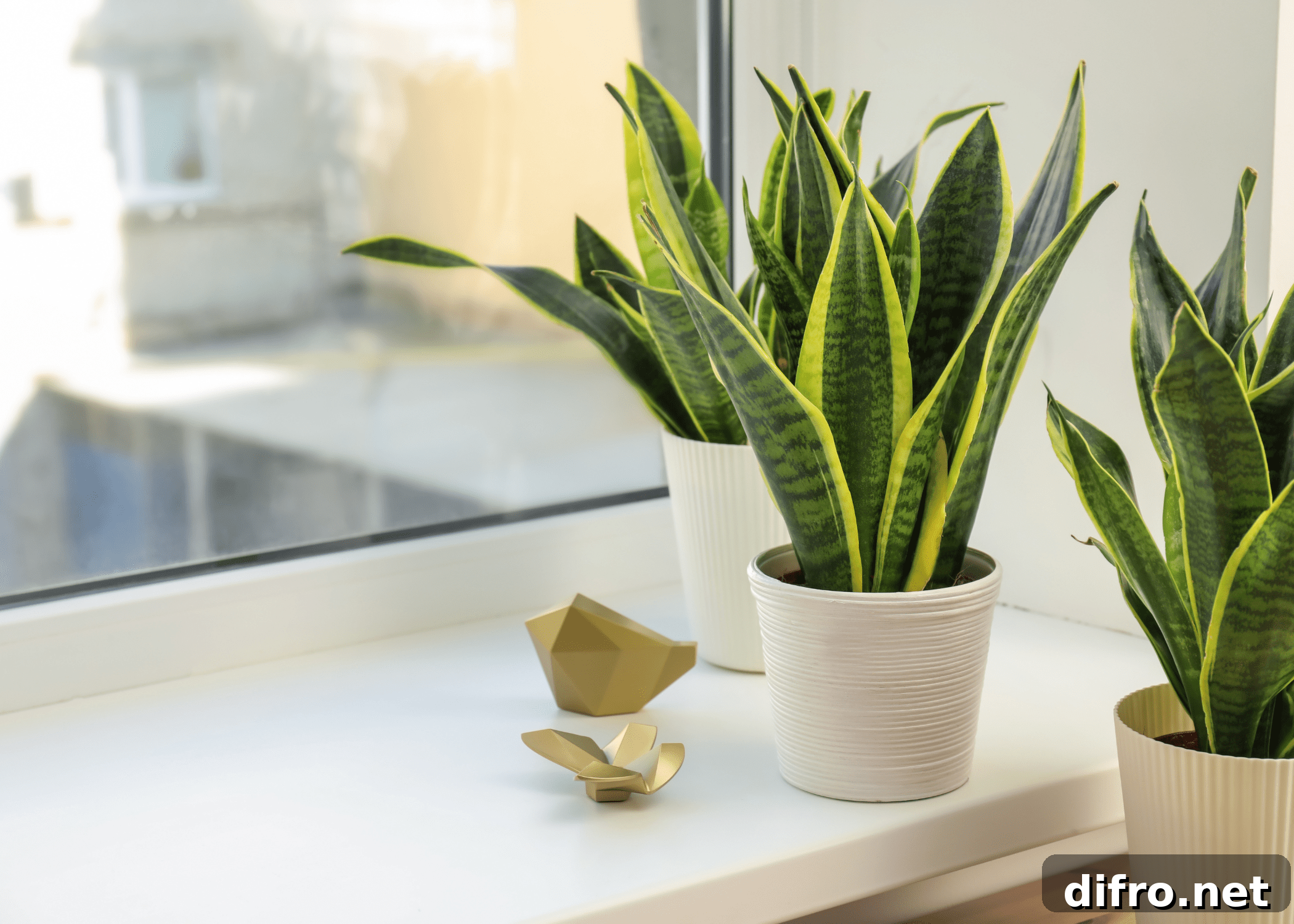 snake plant in white pots on window sil