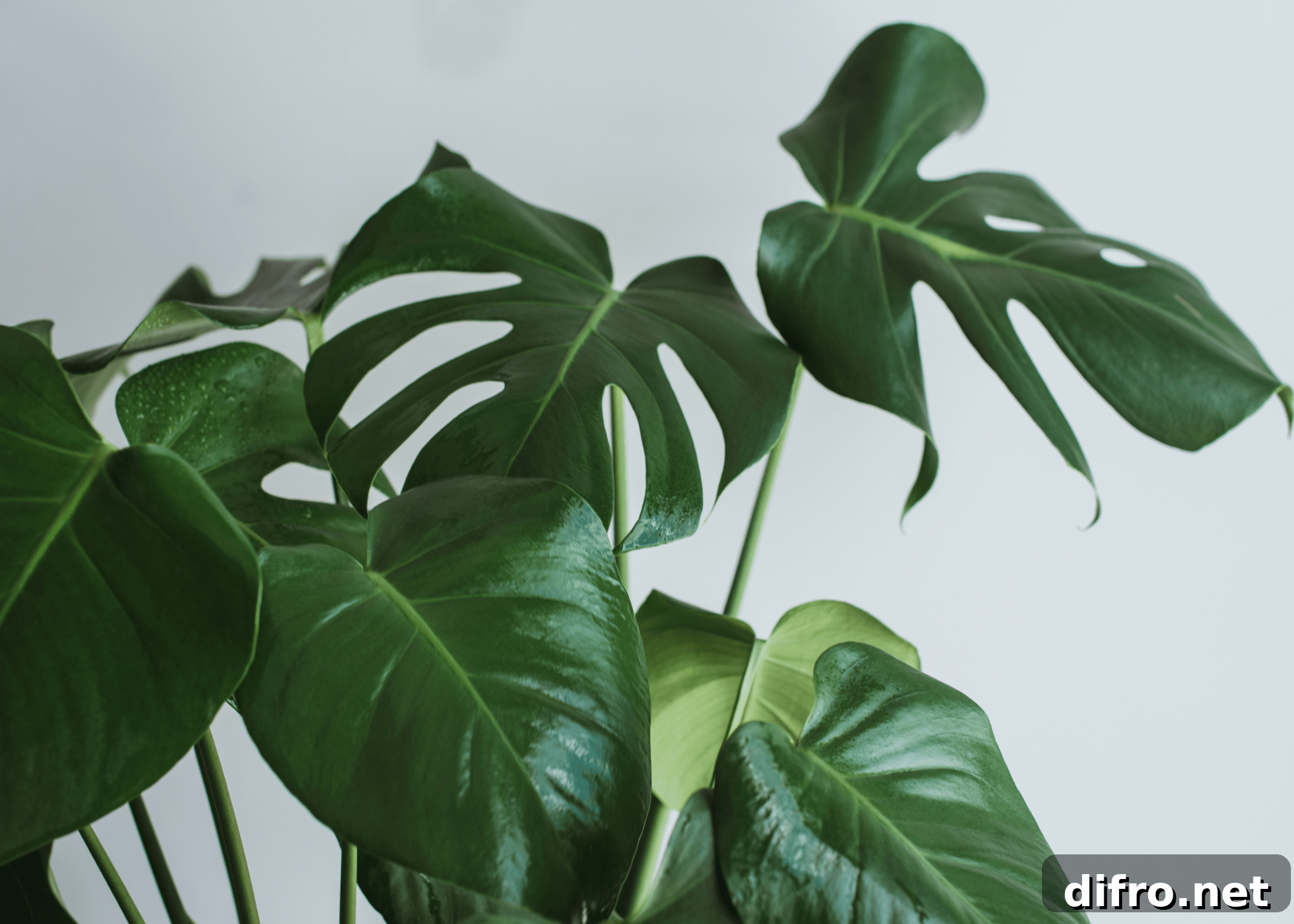 close up of monstera plant