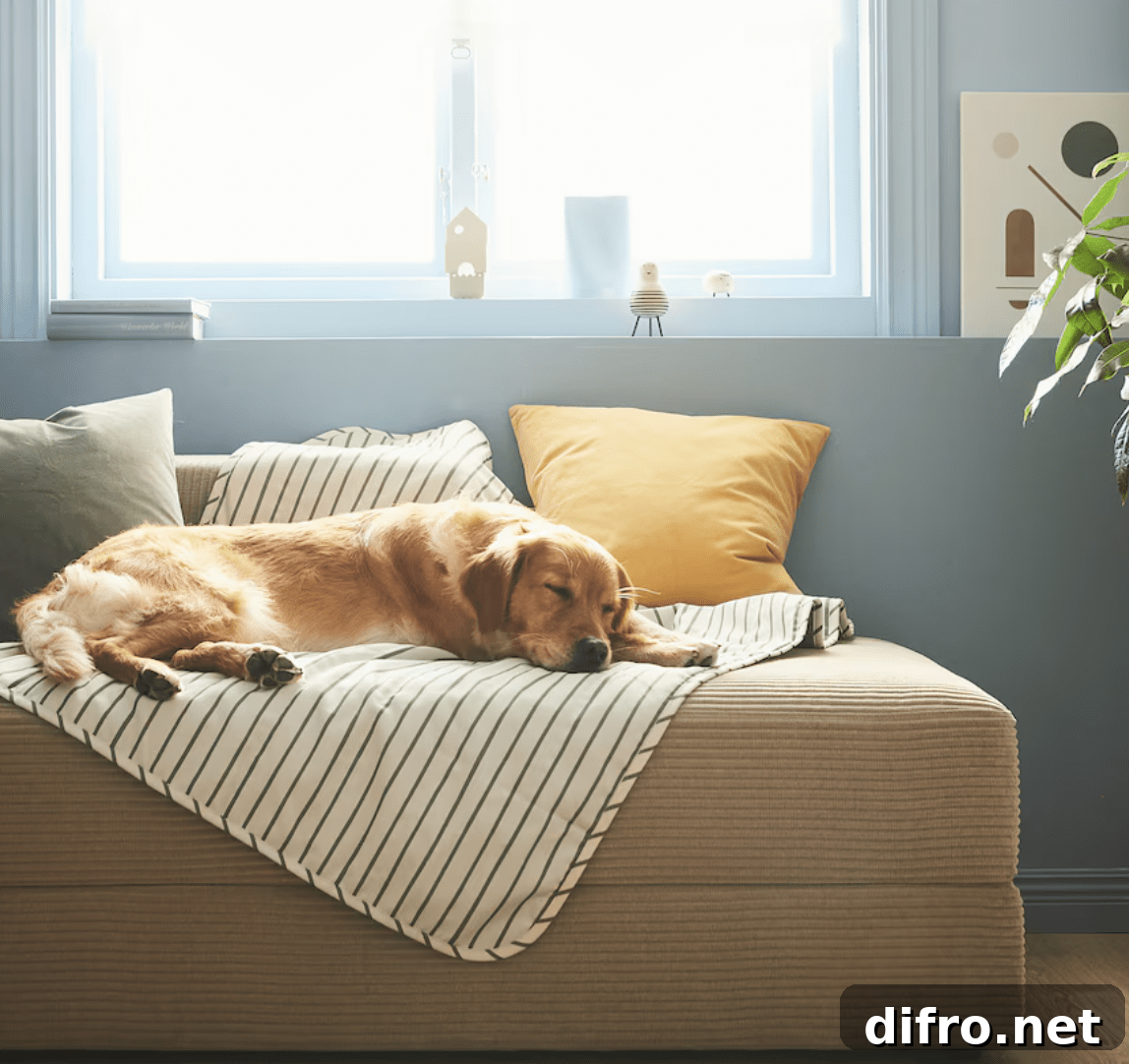 dog on a pet blanket sleeping on a couch
