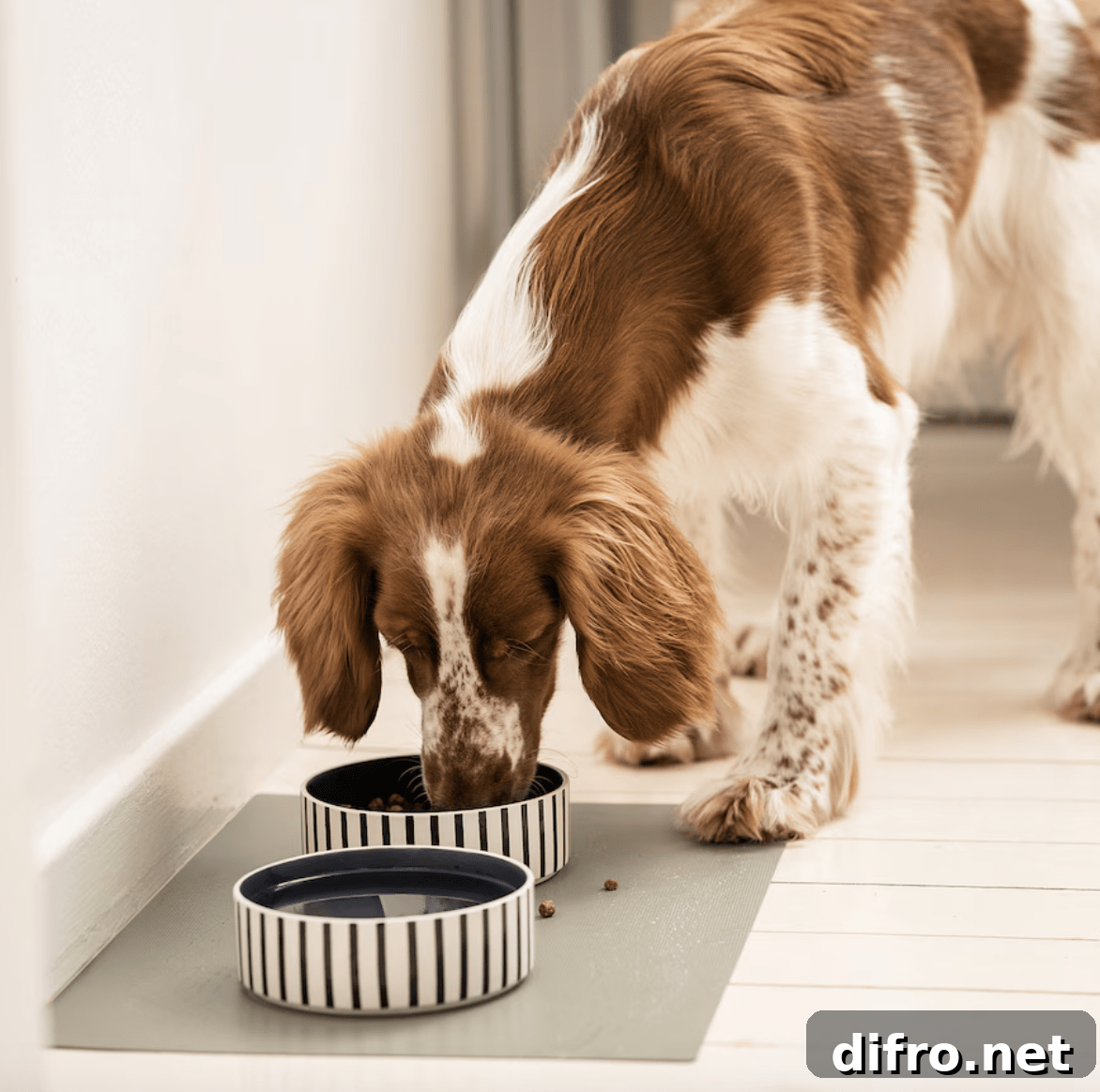 dog pet dish eating out of food bowl