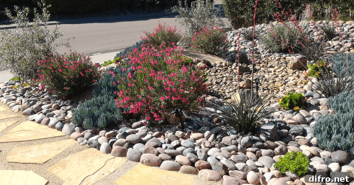 Xeriscape front yard beside the driveway.