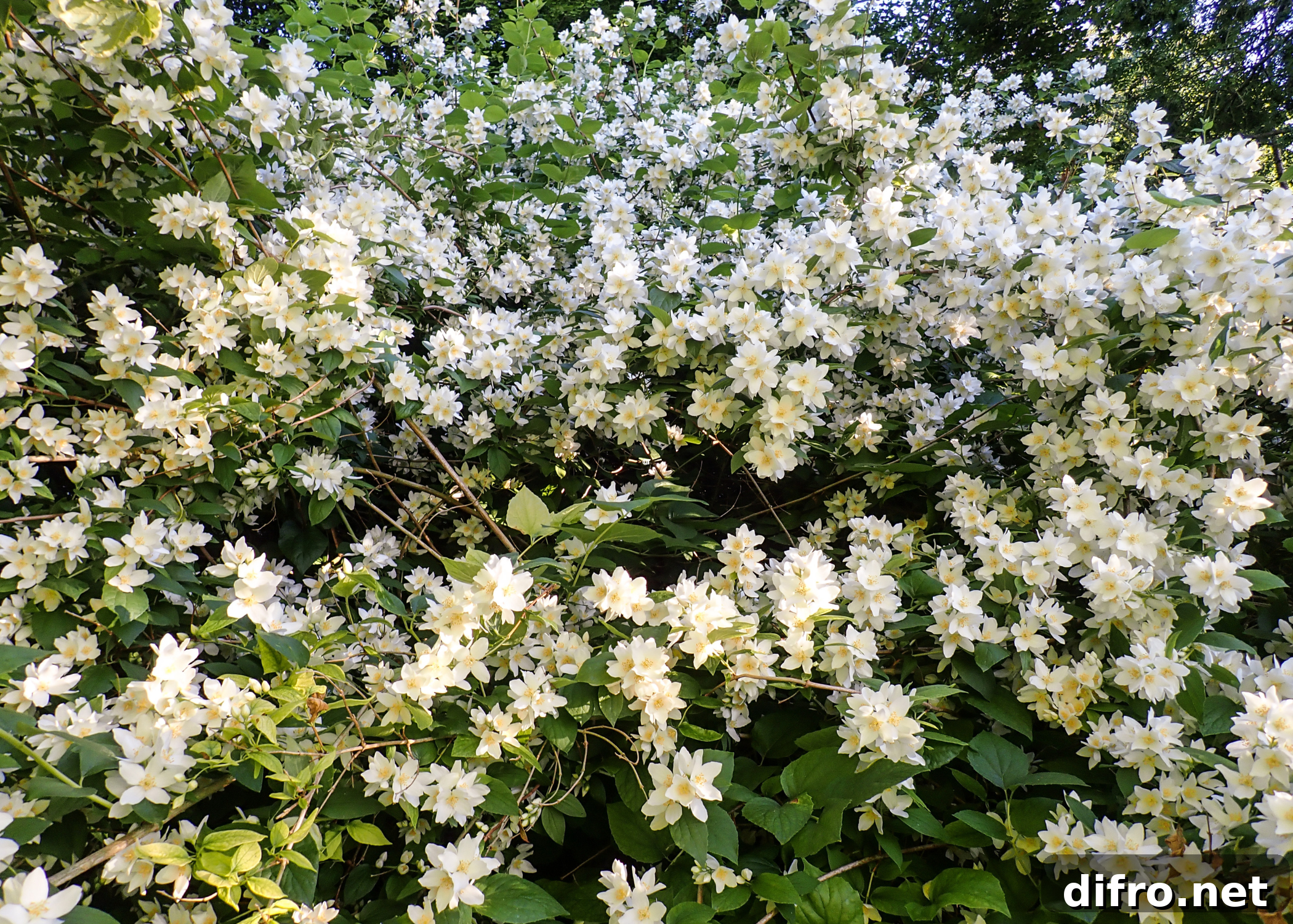 close up of Mock Orange (Philadelphus) shrub
