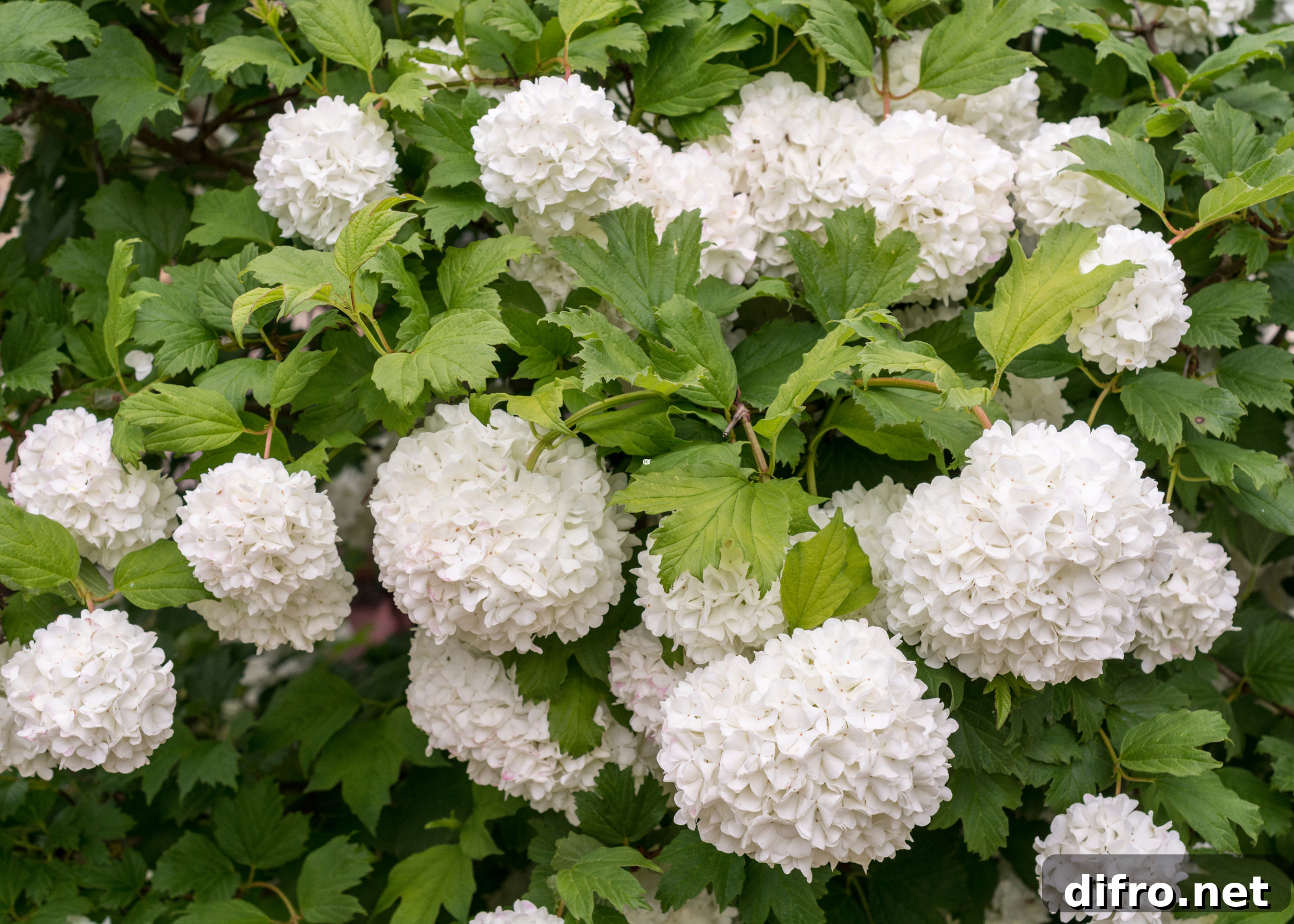 close up of Viburnum shrub