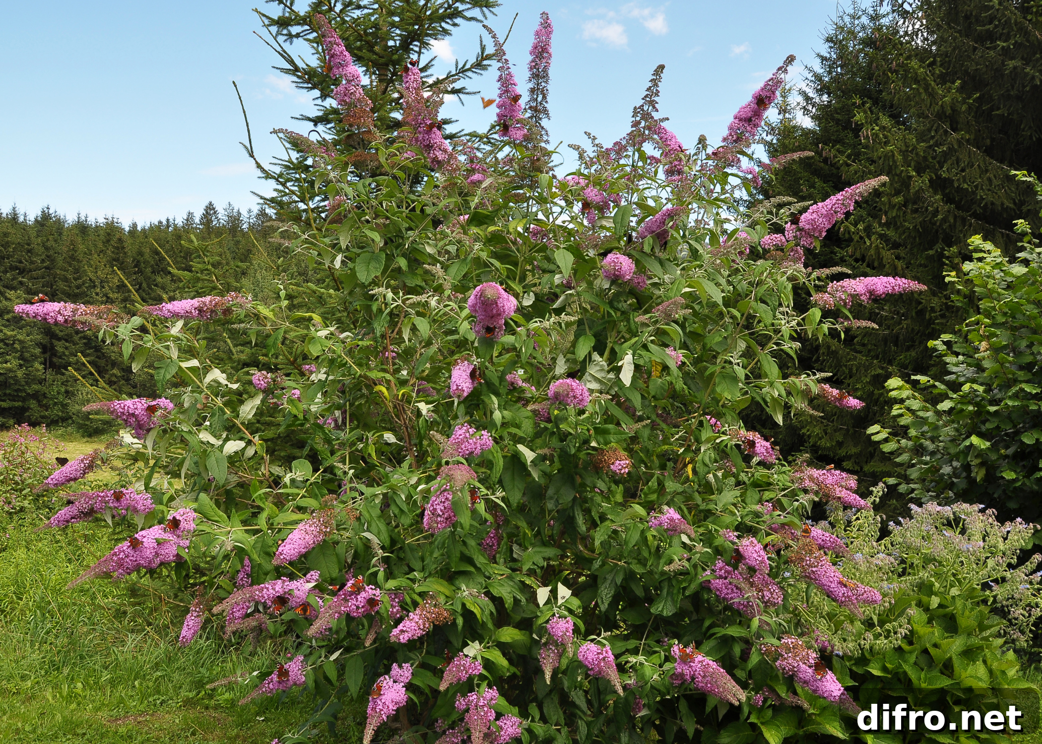 butterfly bush shrub