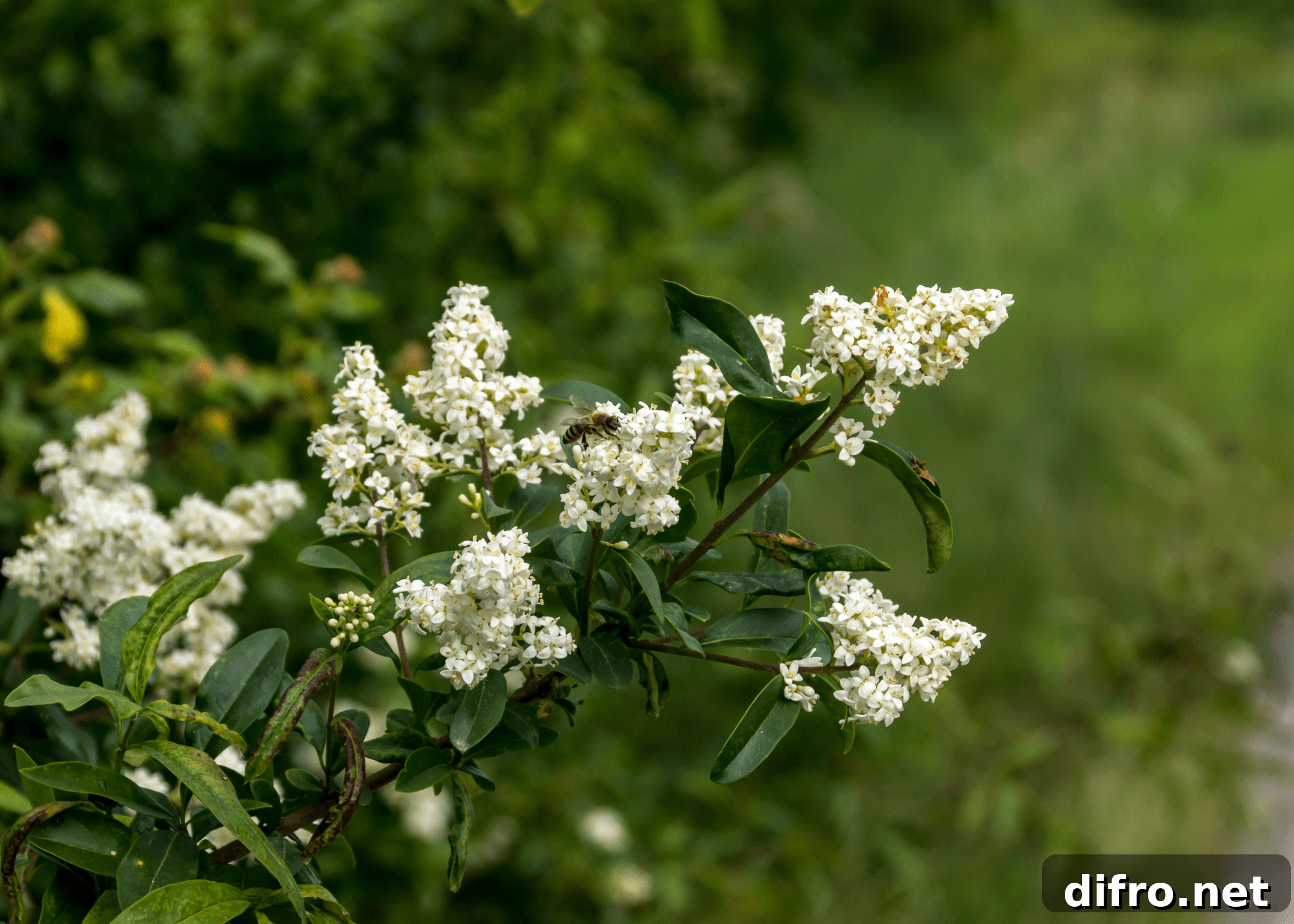 close up of privet twig