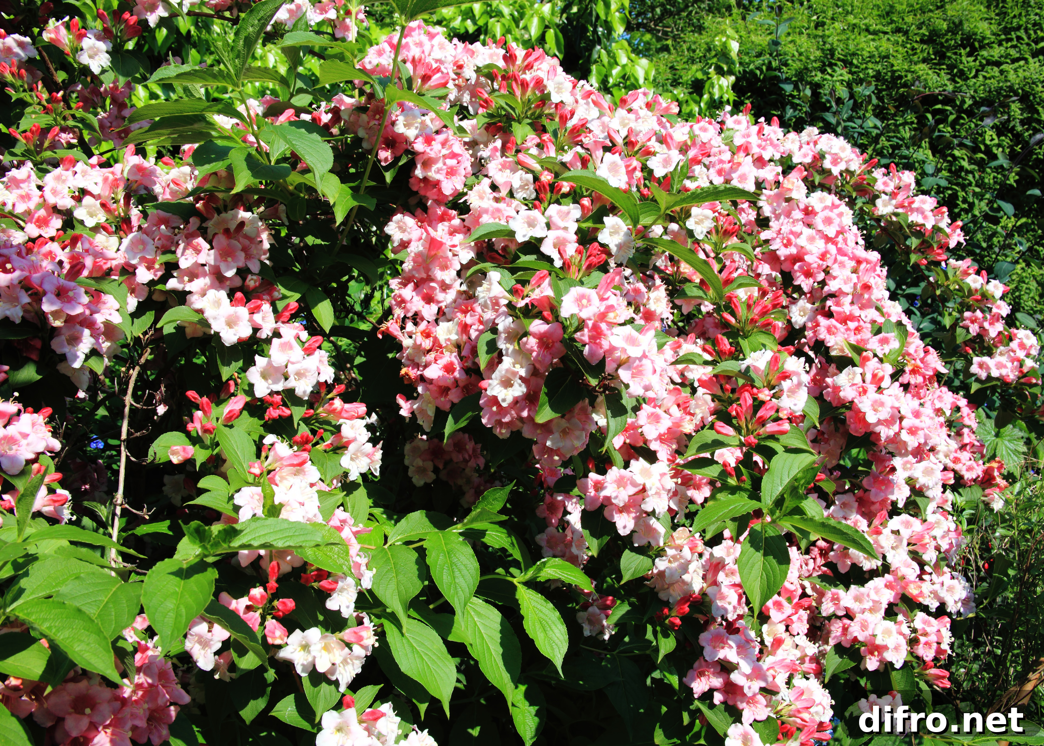 weigela shrub