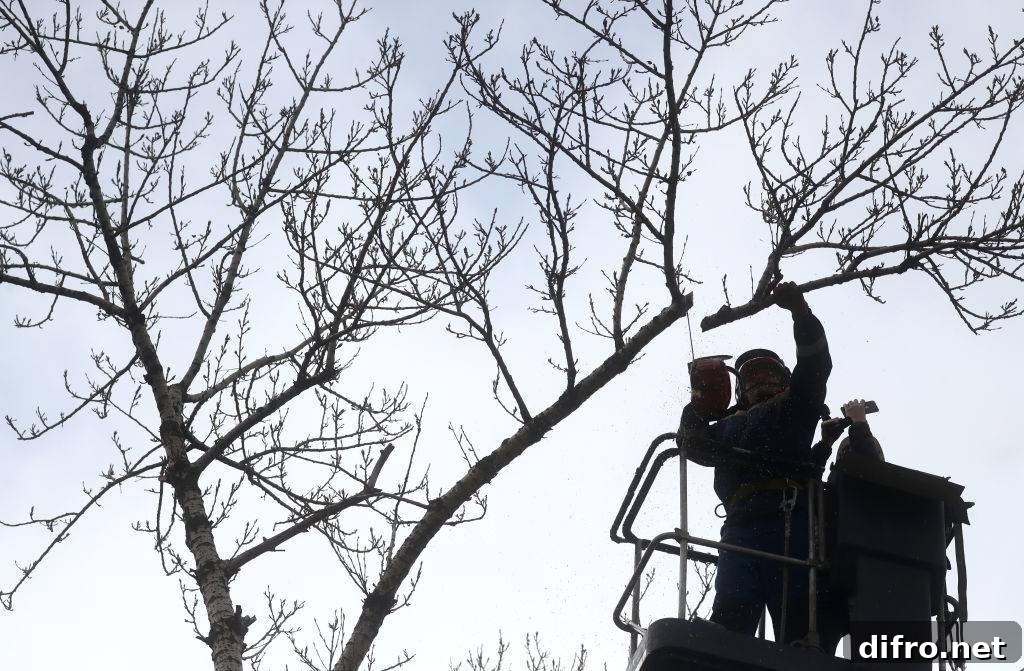 Cutting branches of poplar trees