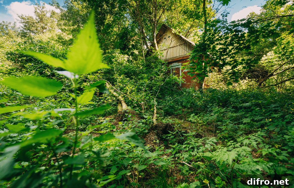 overgrown green yard in the forefront, house in the background