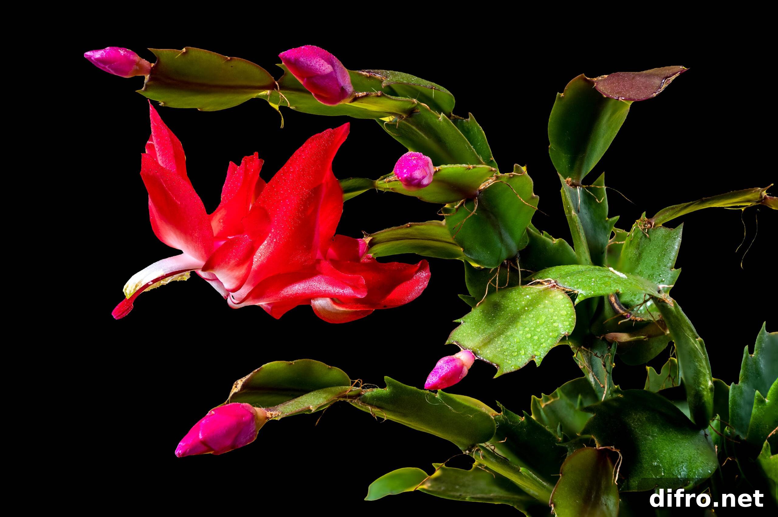 A photo of a flowering Christmas Cactus against a black background.