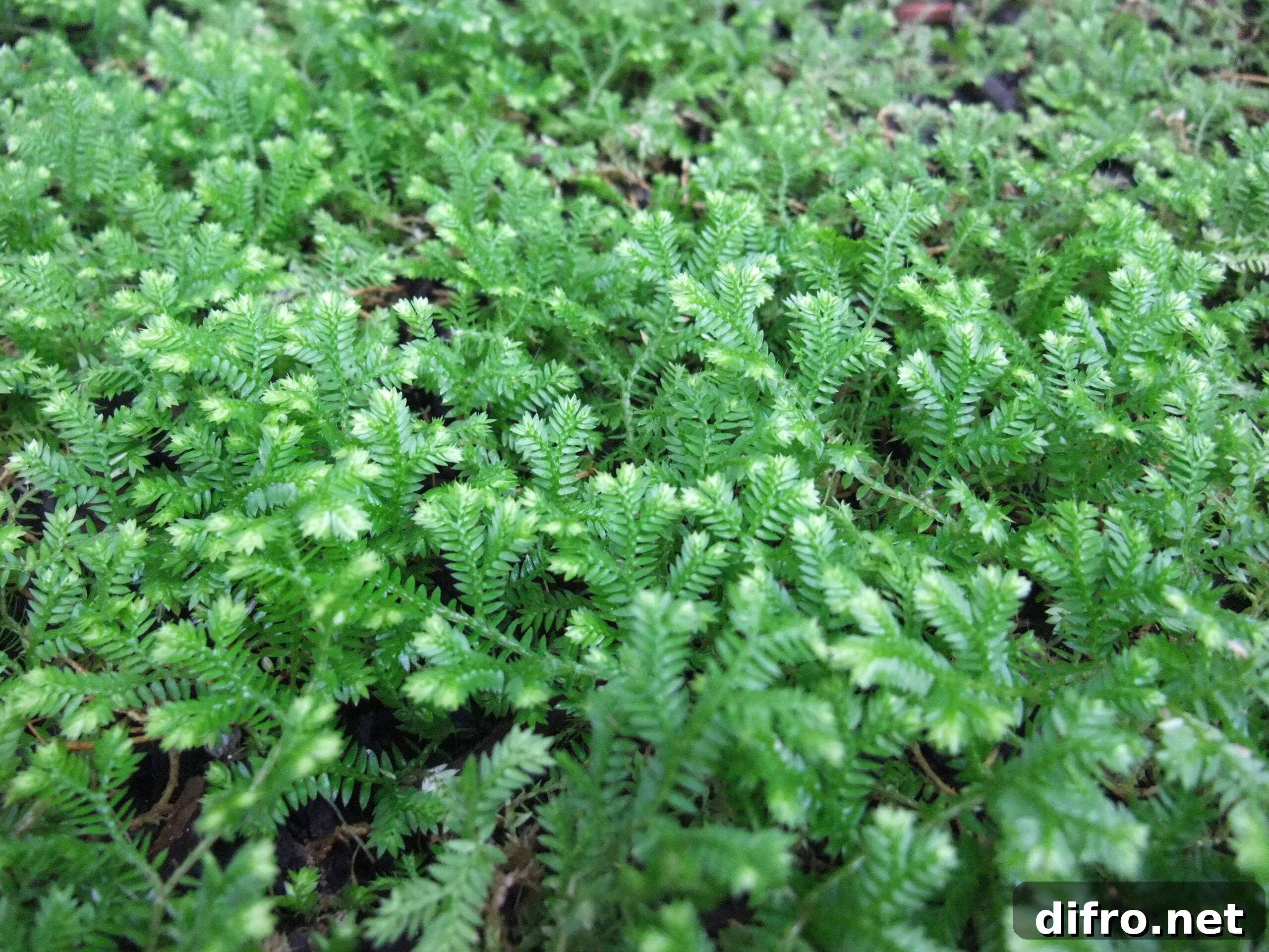 An image of a sprawling Frosty Fern bush.