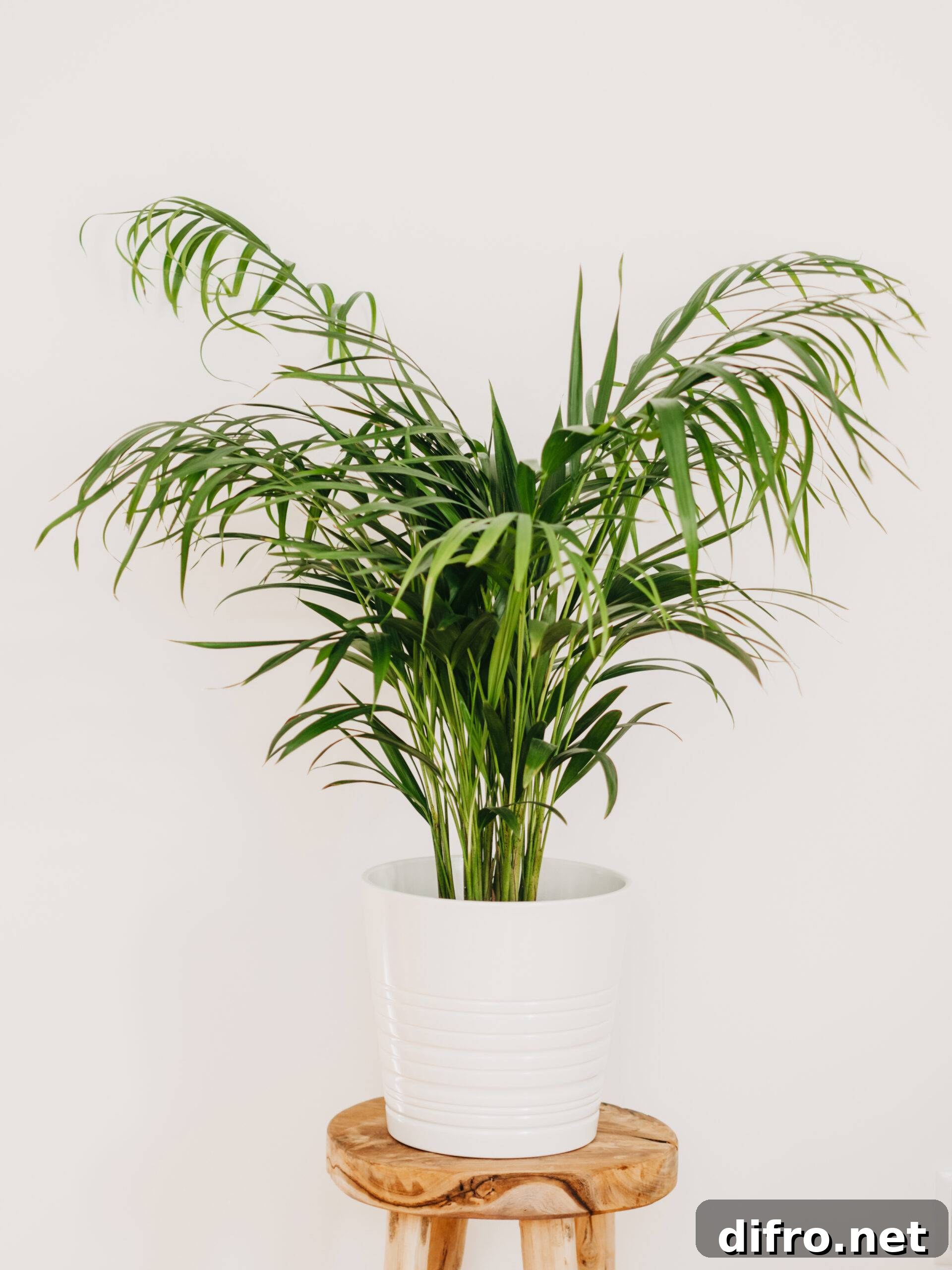 A parlor palm in a white pot atop a stool.