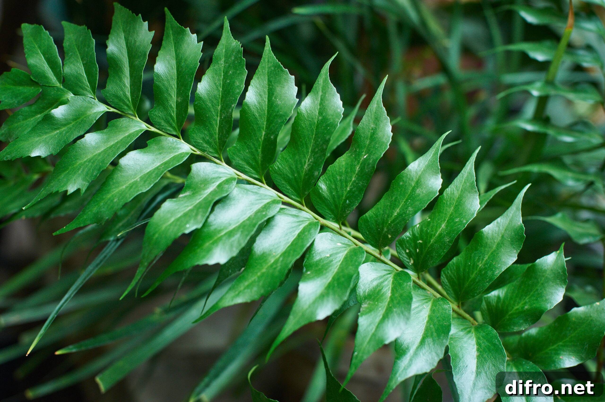 A close photo of a stem of holly fern leaves.