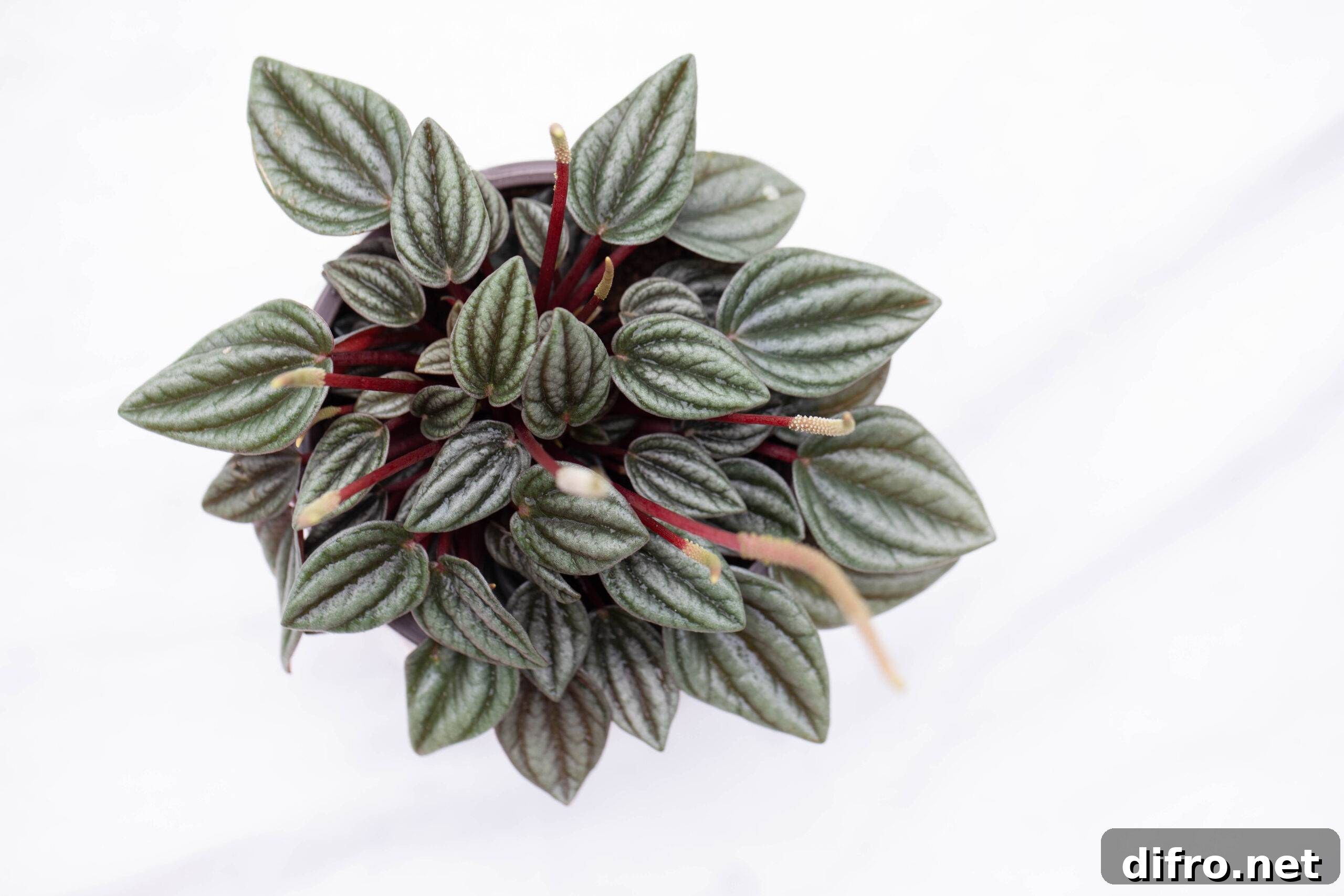 An aerial shot of a peperomia frost atop a white marble countertop.