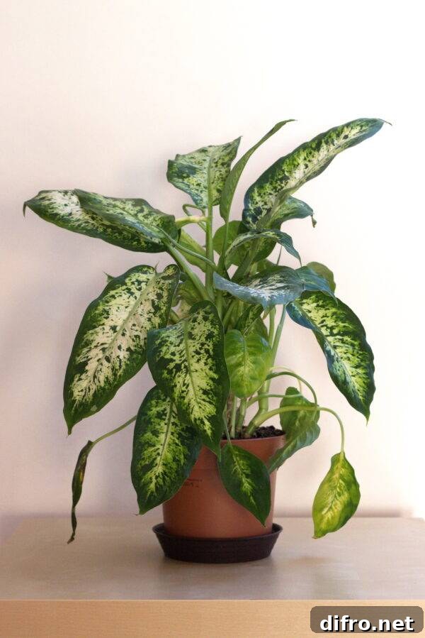 7 Common Houseplants You Should Not Keep Indoors 2 A dieffenbachia potted plant.