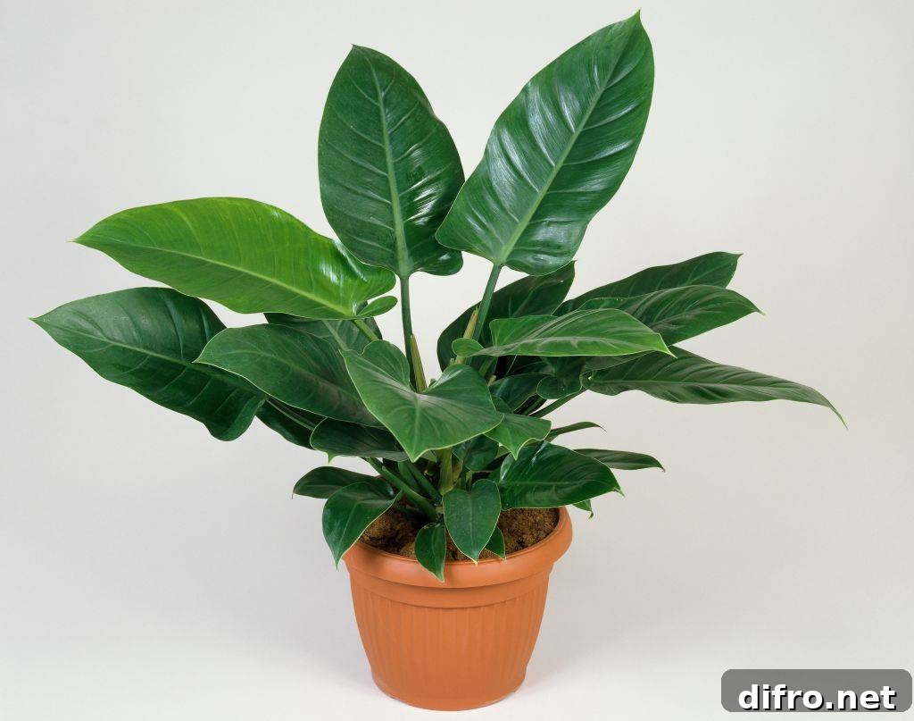 7 Common Houseplants You Should Not Keep Indoors 3 A philodendron potted plant.