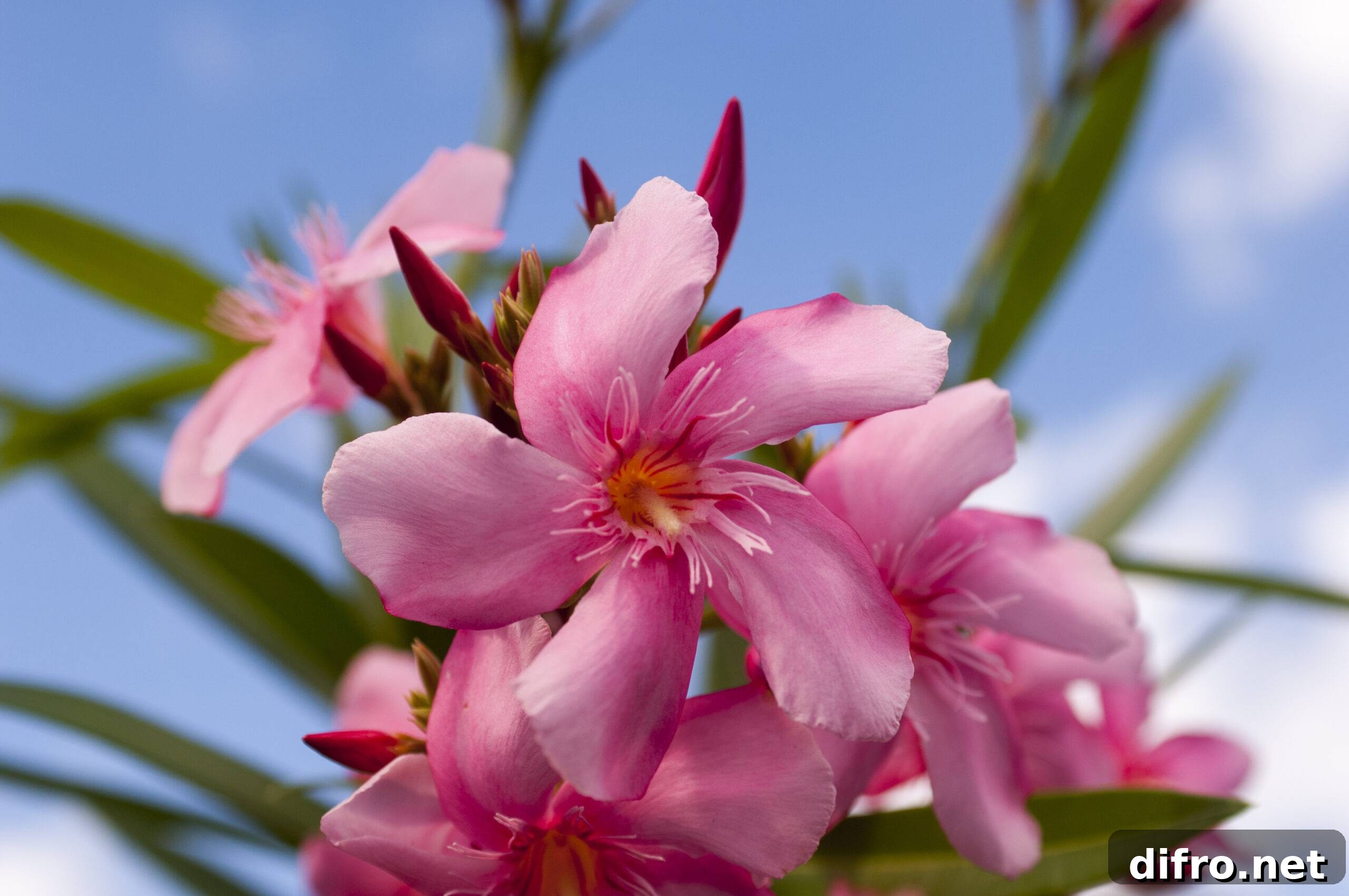 7 Common Houseplants You Should Not Keep Indoors 4 A pink Oleander flower.