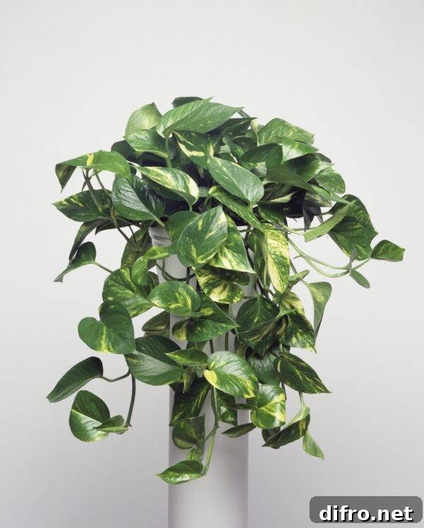7 Common Houseplants You Should Not Keep Indoors 5 A pothos potted plant.