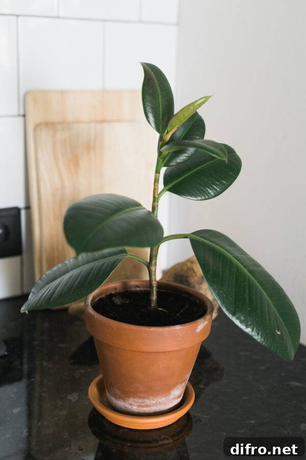 7 Common Houseplants You Should Not Keep Indoors 6 A potted rubber plant.