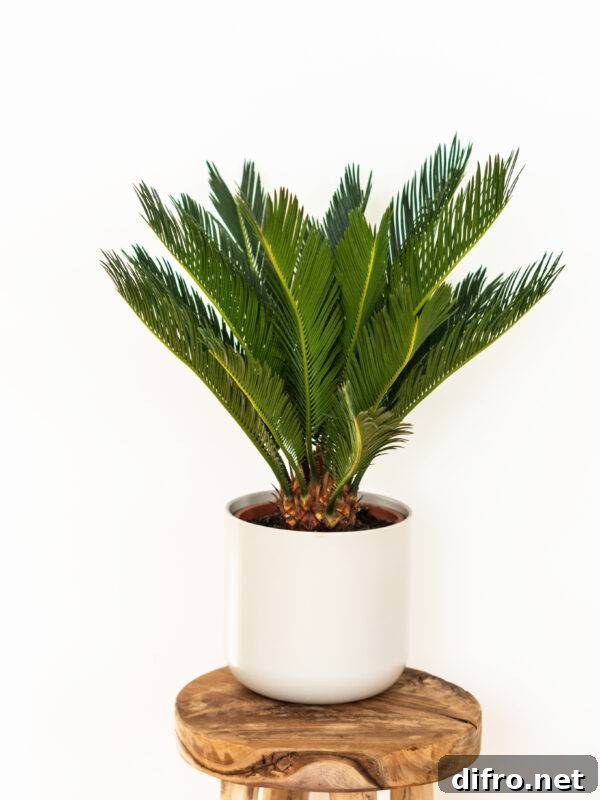 7 Common Houseplants You Should Not Keep Indoors 7 A sago palm potted plant.