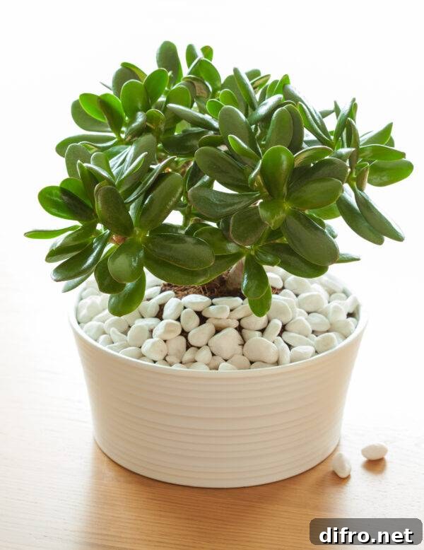 7 Common Houseplants You Should Not Keep Indoors 8 A potted jade plant.