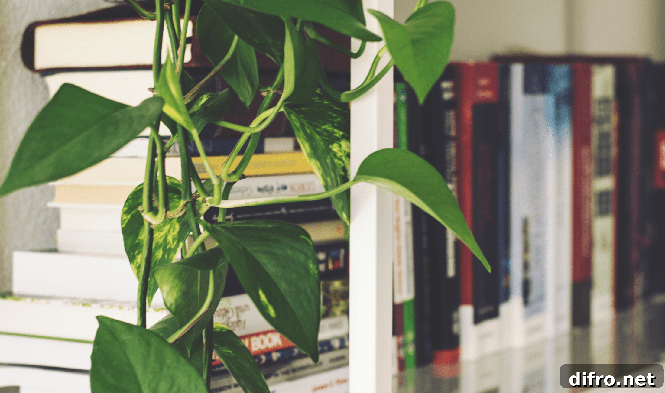 A close photo of some pothos vines hanging down over a bookshelf.