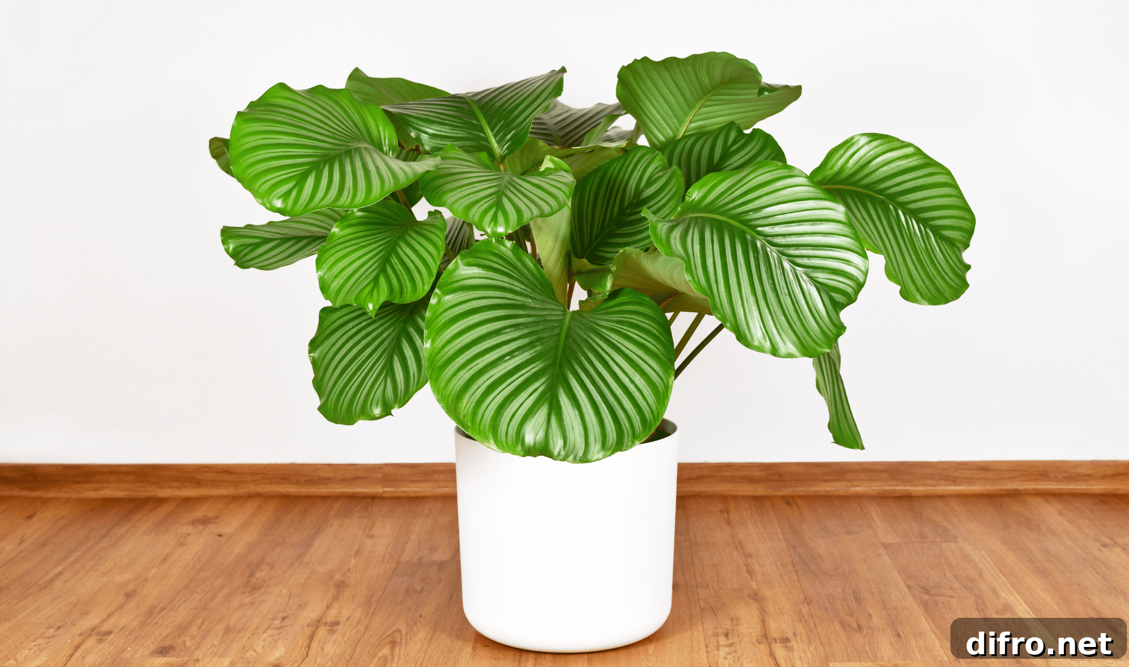 A large white pot holding a Calathea Orbifolia.