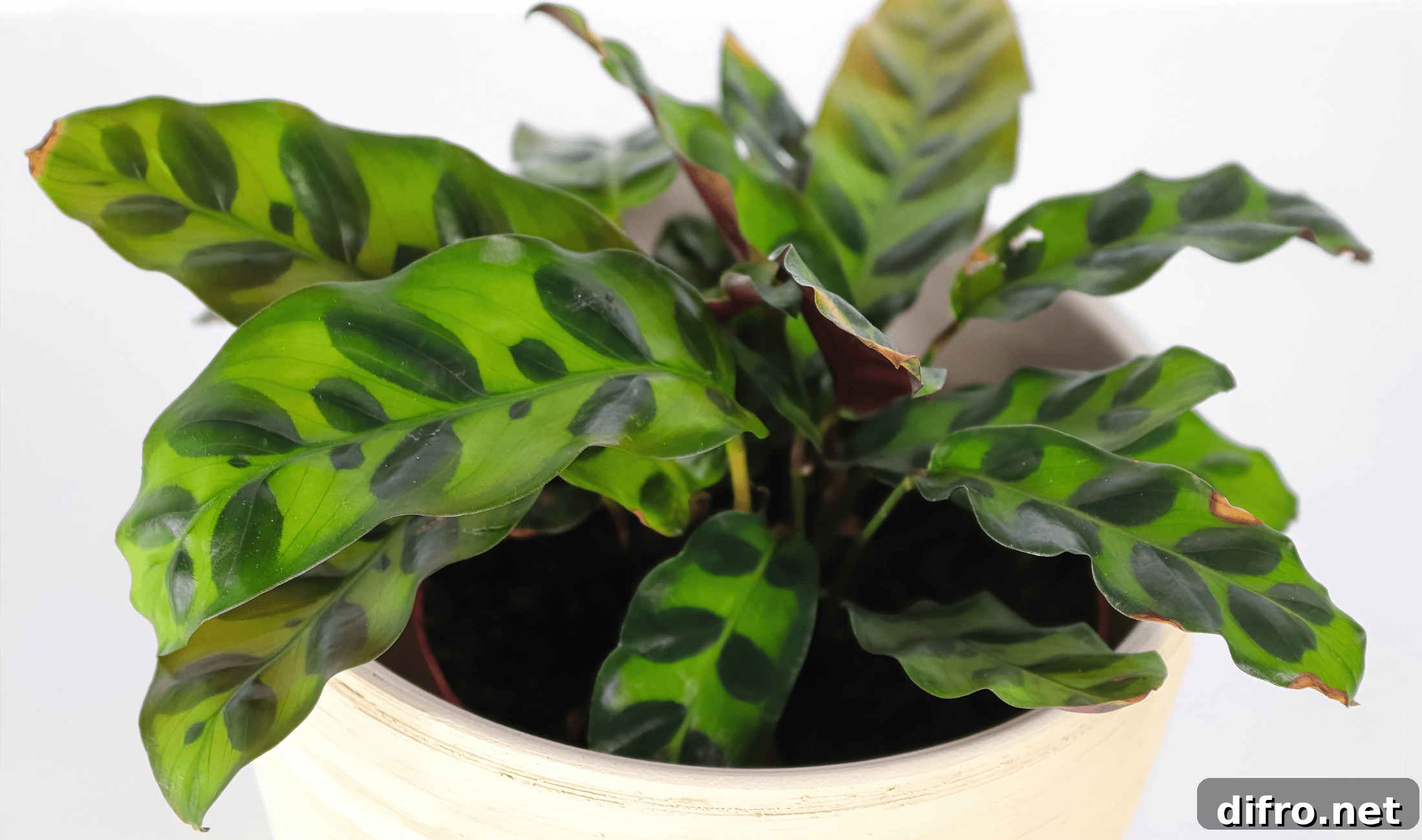 A white pot holding a rattlesnake plant.