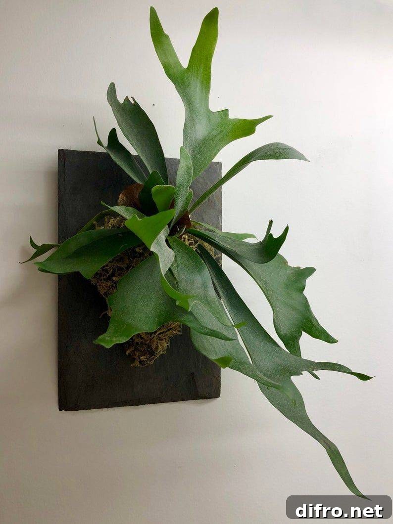 A staghorn fern mounted on a plate on the wall.