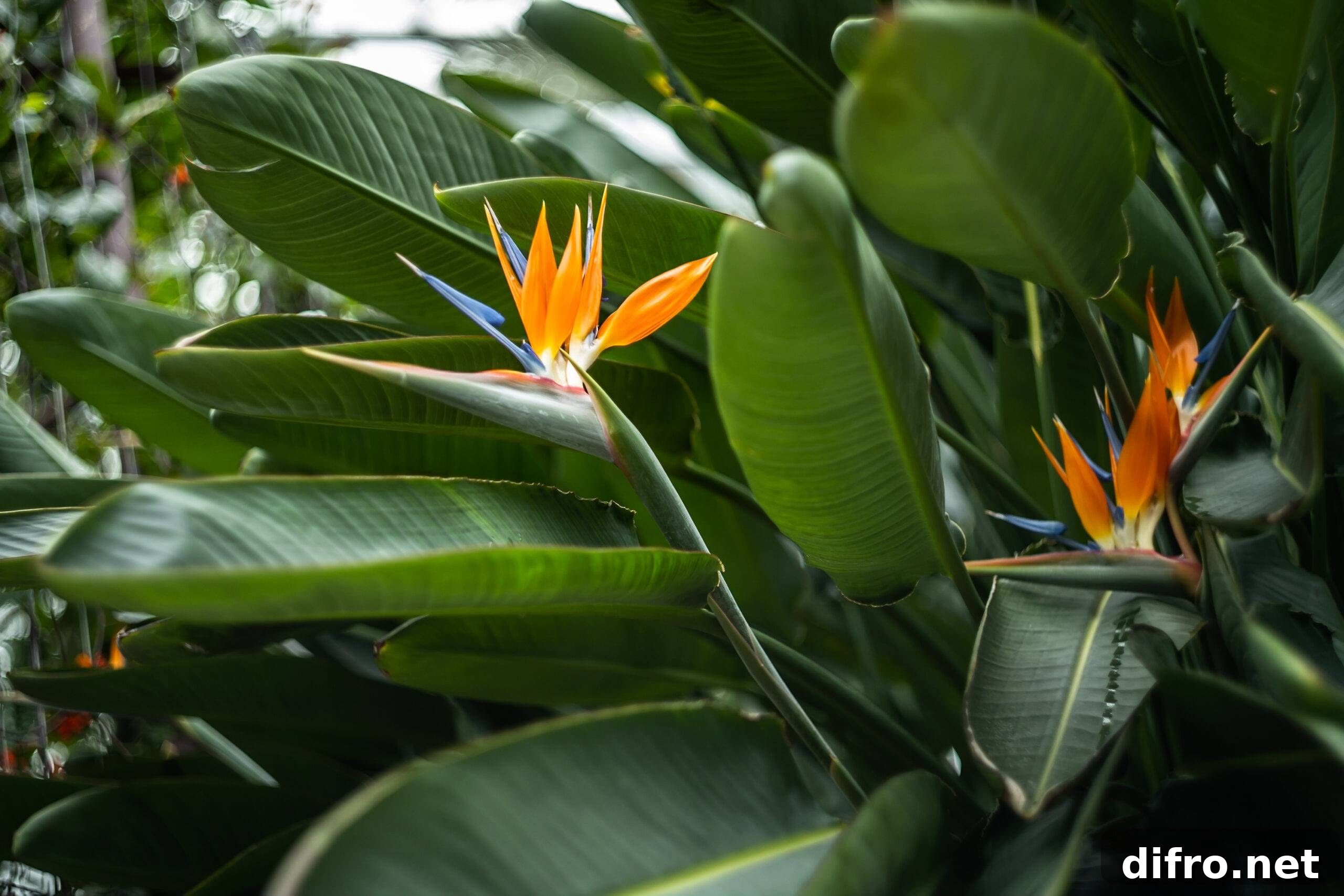 Large Houseplants Are Trending: Which Should You Get? 3 A flowering bird of paradise plant.