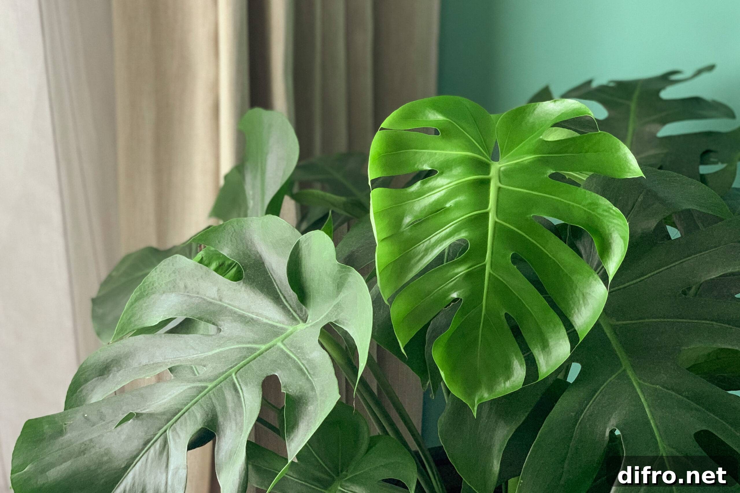 Large Houseplants Are Trending: Which Should You Get? 4 A monstera plant with large leaves near a window.