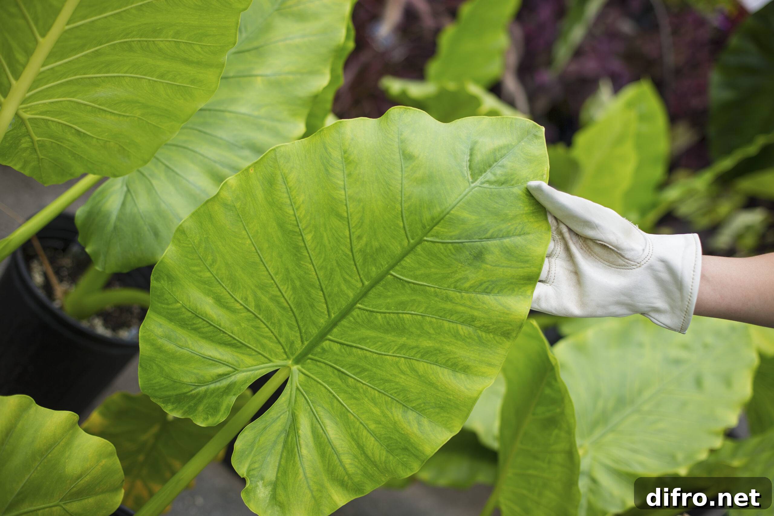 Large Houseplants Are Trending: Which Should You Get? 6 Working on an organic farm. A woman wearing gloves examining the leaves of a tropical plant.