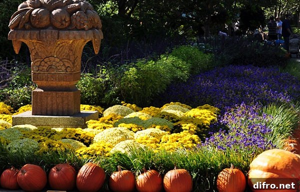 Pumpkins and flowers in a fall garden