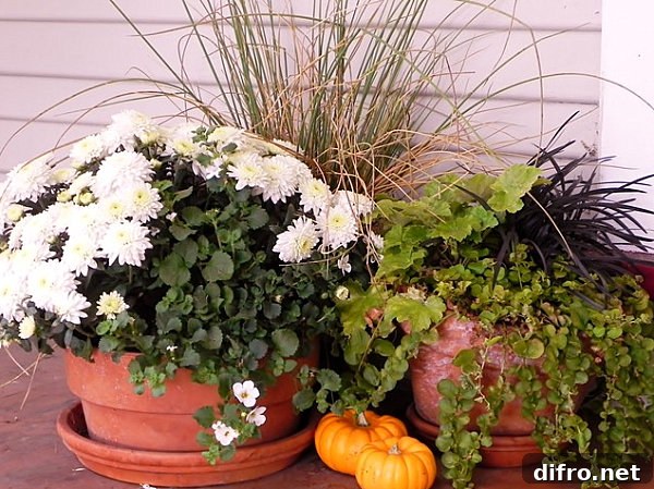 A garden vignette with small pumpkins