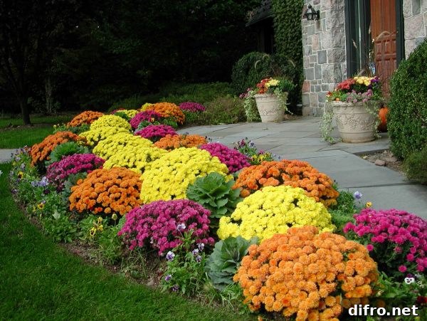 Chrysanthemums along a fall garden path