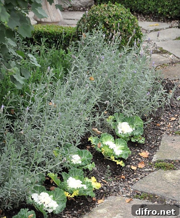 Ornamental kale lining a garden path