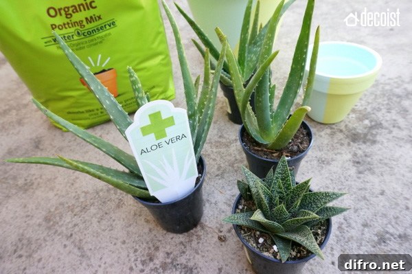 Succulents add the finishing touches to this DIY painted pot project
