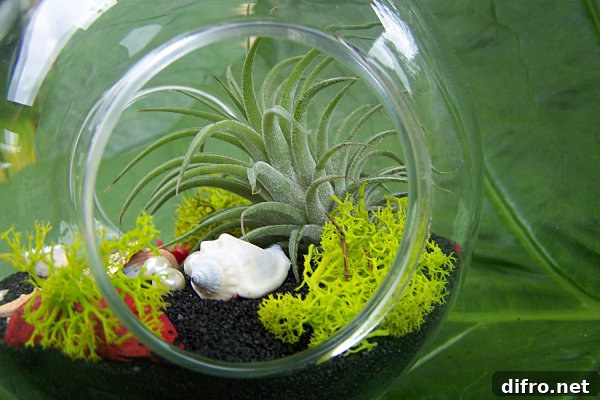 Air plant terrarium